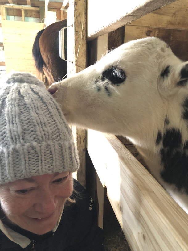 My Wife says this is her favourite picture of Me Her and a young calf 