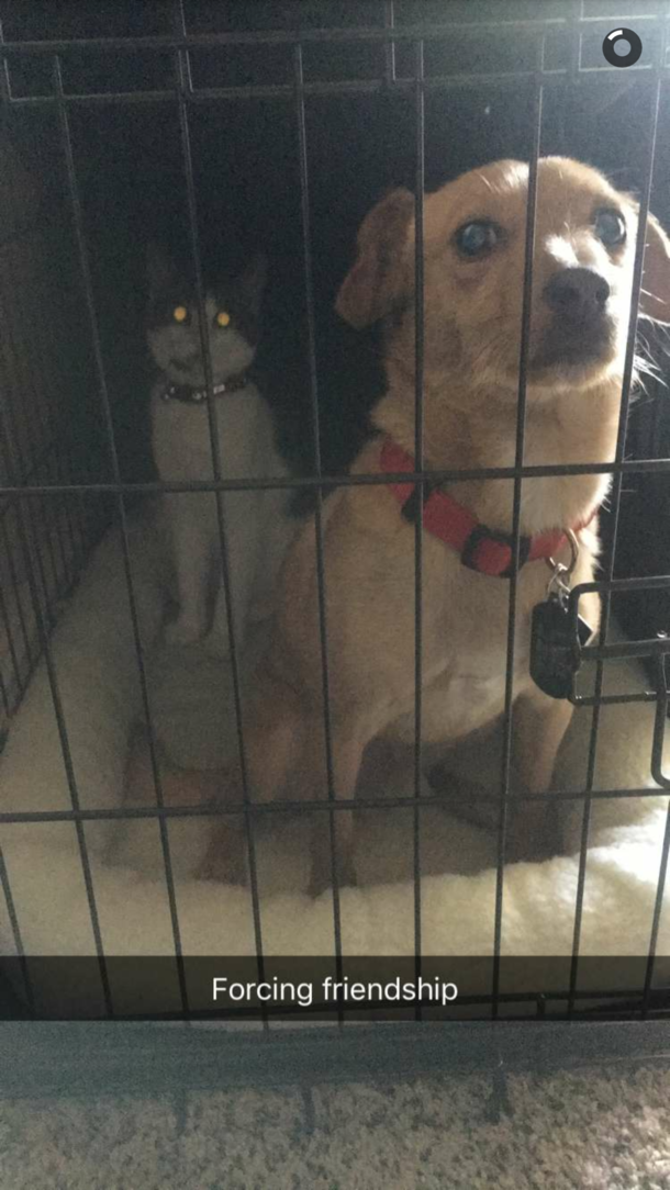 My wife sent me this today I think they are going to be best friends
