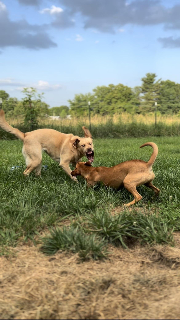 My wife snapped this picture of my sweet dog channeling Satan