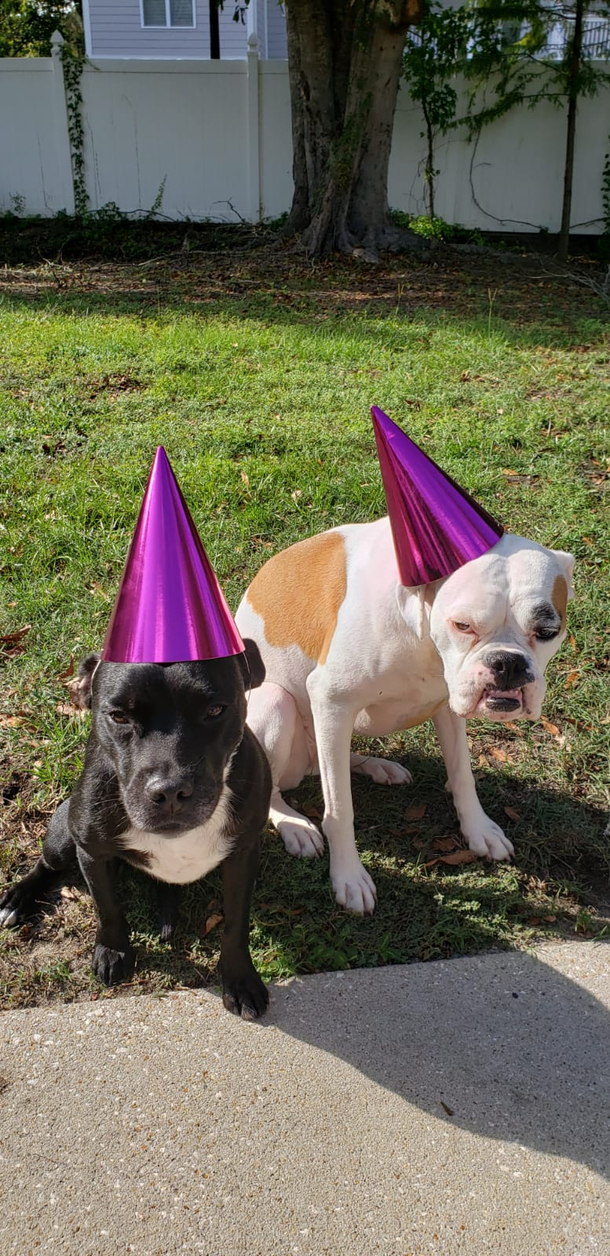 My wife wanted a cute picture of our dogs Well they had their own thing in mind