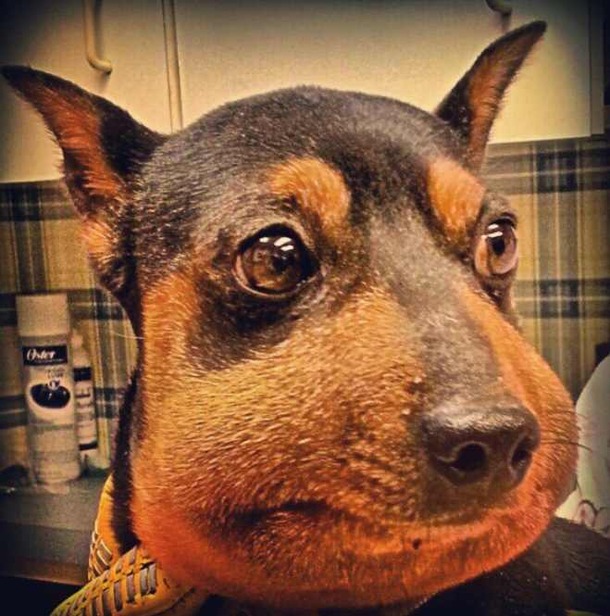 My wifes a vet tech and showed me this pic of Min Pin that came in with a severe allergic reaction