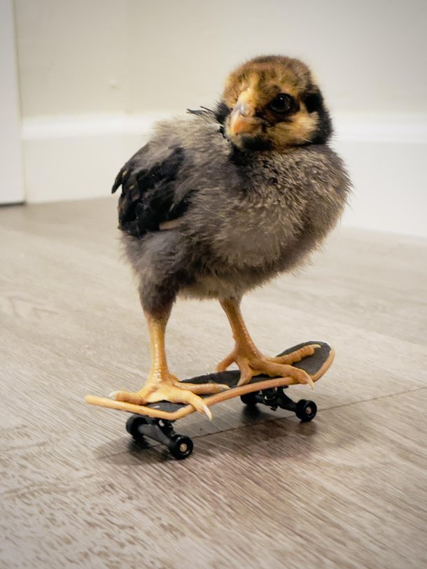 My  year old had the genius idea of putting our new chick on his Tech Deck