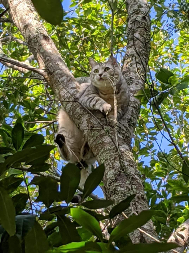 My  year old indoor cat whos never been outside before snuck out and ended up in this tree Shes too fat and got wedged there Her face says it all