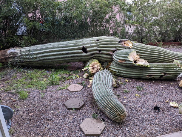 My  year old saguaro cactus fell down but I am convinced he might be Groot