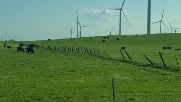 My  year old That farmer must really love his cows he put up all those fans to keep them cool