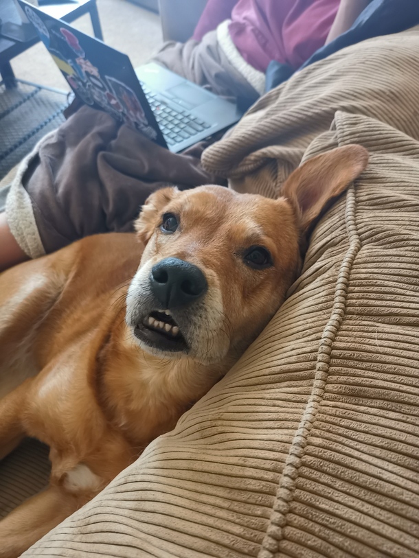 My yr old LabMutt found my cousins weed vape cartridge in the trashand is on day  of her high