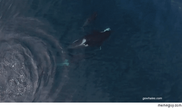 Mysterious Type Of Killer Whale Caught On Video Killing And Eating A Shark