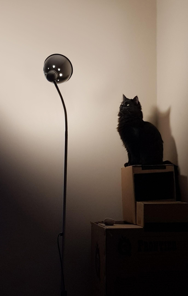Na na na na na na na na na na na na na na na na Cat Staan 
