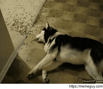 Nah I dont need a bowl