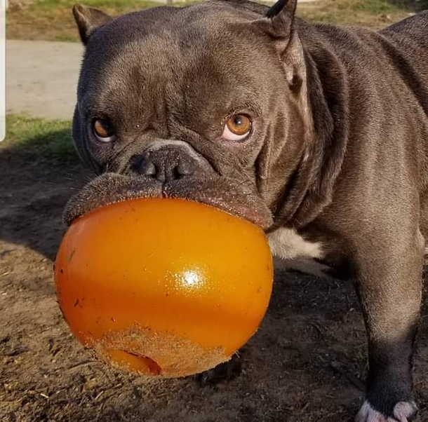 Nala and her ball