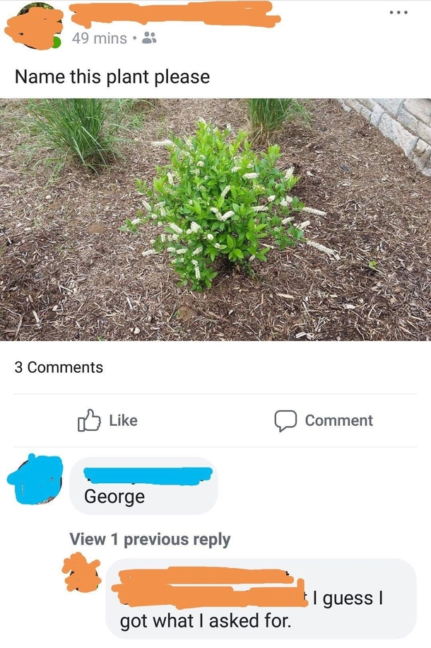 Name This Plant Please