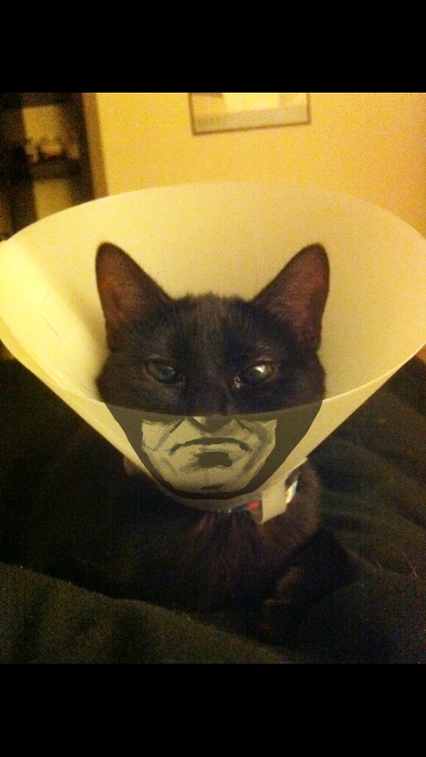 Nananana Catman