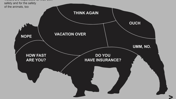 National park service bison petting guide