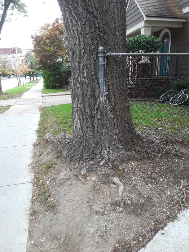 Nature is claiming this post October Edition