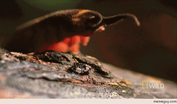 Natures double barrelled snot cannon The Velvet Worm