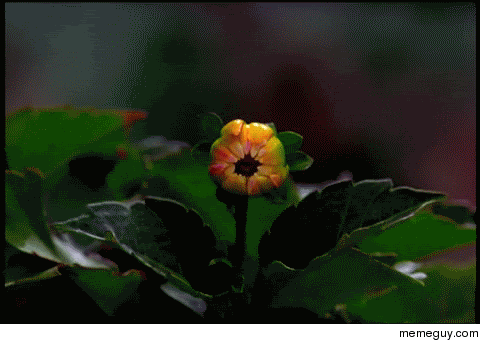 Natures really-slow fireworks