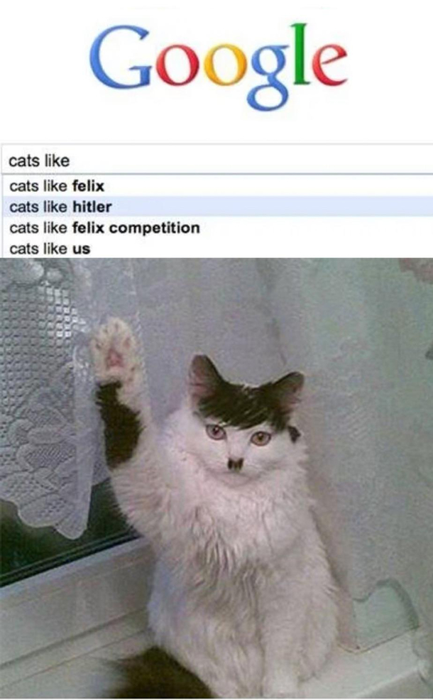 Nazi cat