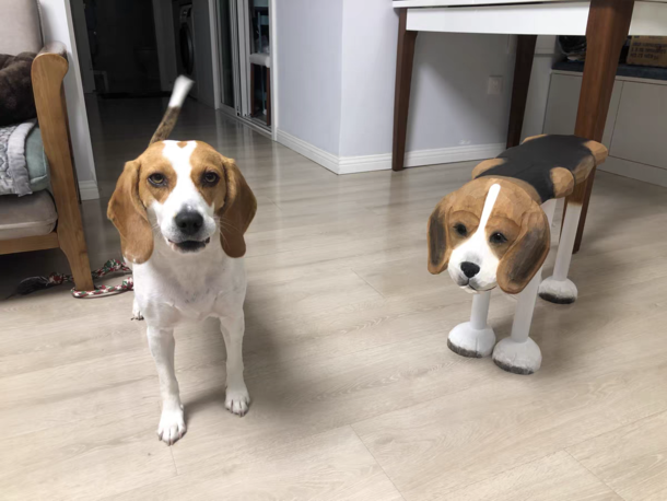 Need another stool Consider getting a dog
