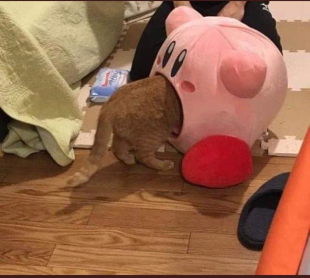 Need this for my cat