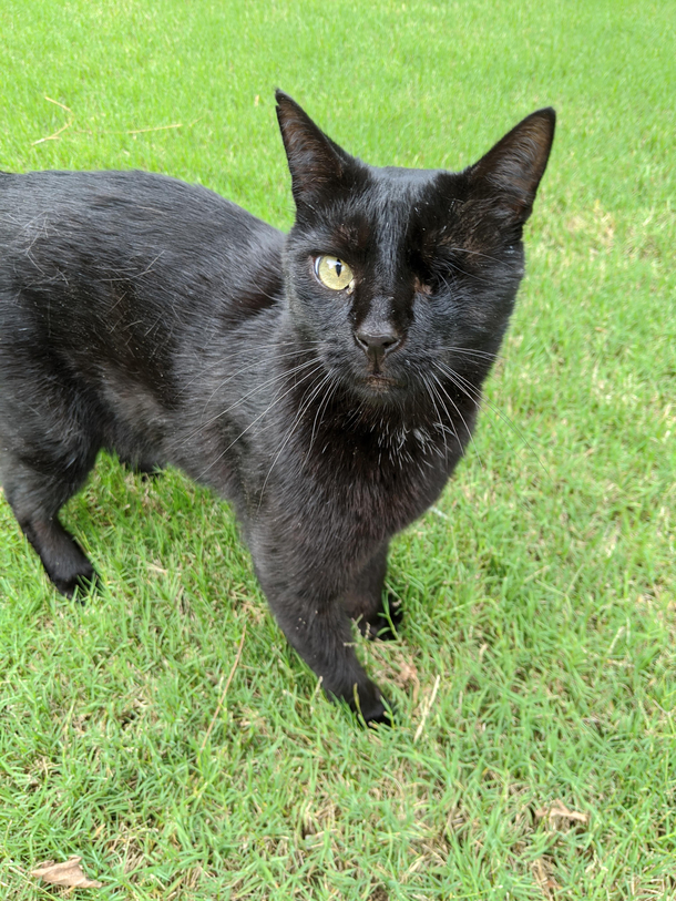 Neighbors cat my kids call him Nick Furry