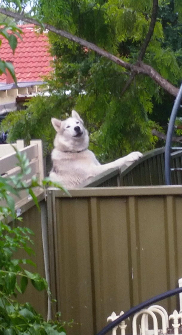Neighbors dog has been barking all morning and I go outside and the smug fucker is looking at me like this