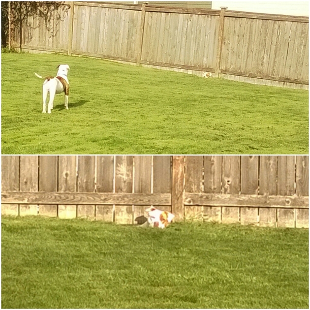 Neighbors dog just pops her head under the fence when I let my pup out Never barks Just observes