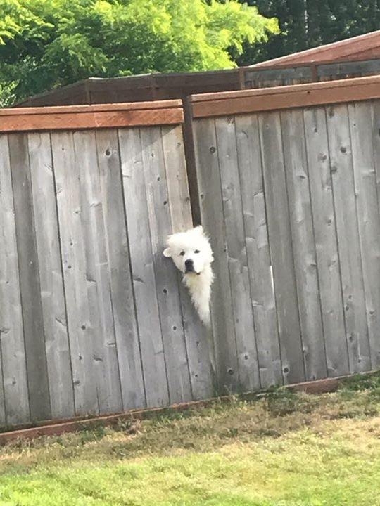 Neighbors dog says hey