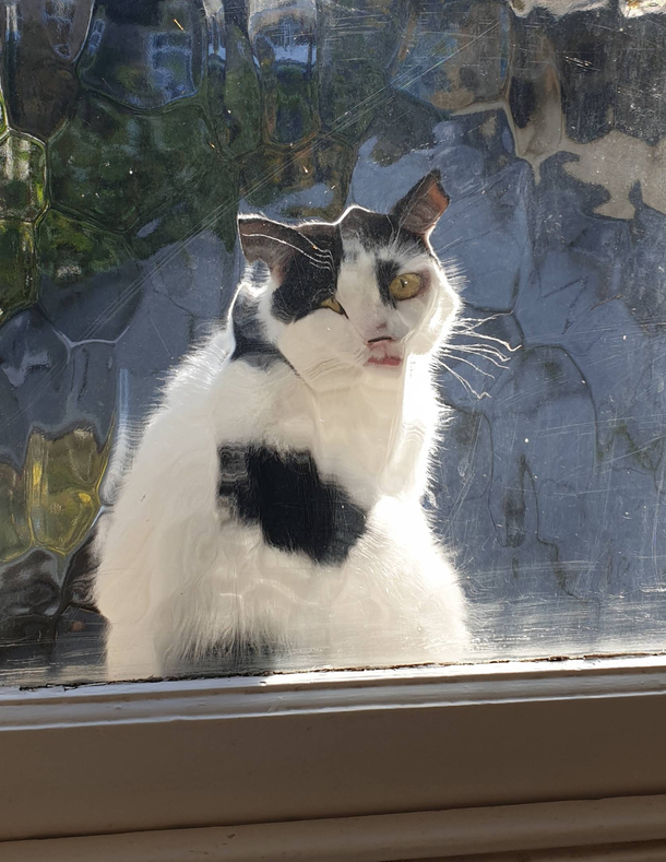 Neighbours cat looking through my bathroom window - Meme Guy