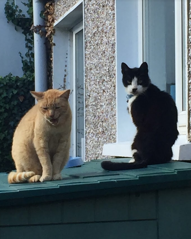 Neighbours grumpy cat always reminds me of someone but I cant put mein finger on it