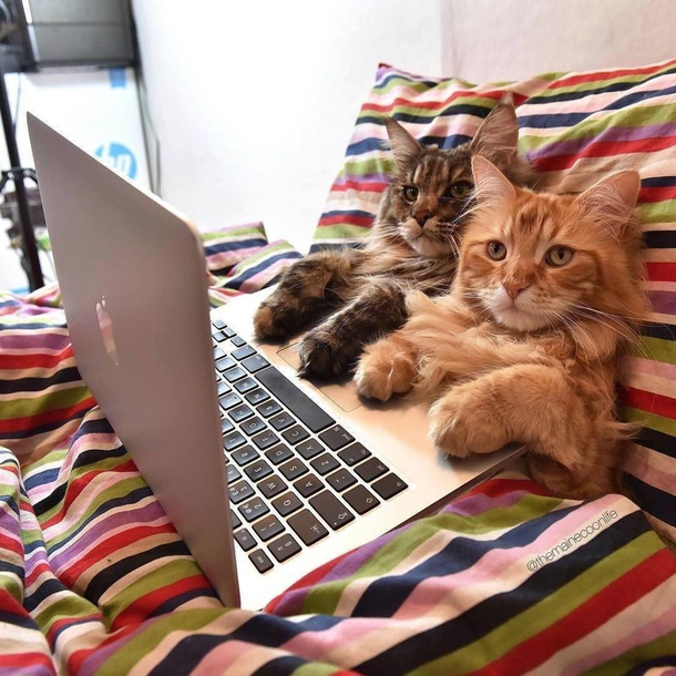 Netflix and chill