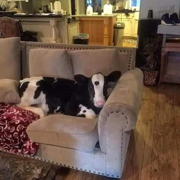 Never buy a dog when youre drunk