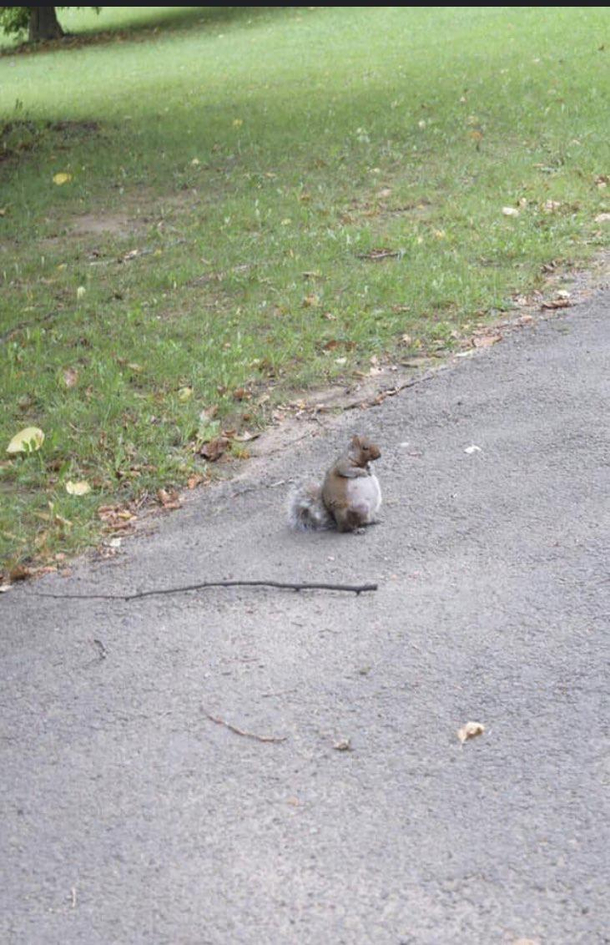 Never in my life have I seen a pregnant squirrel