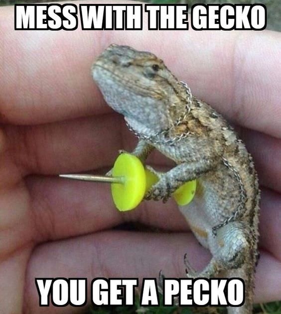Never Mess With Gecko