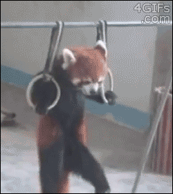 Never seen anything so happy to exercise