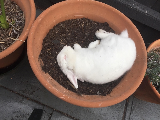 Never slept in this pot until the day I planted bulbs in it
