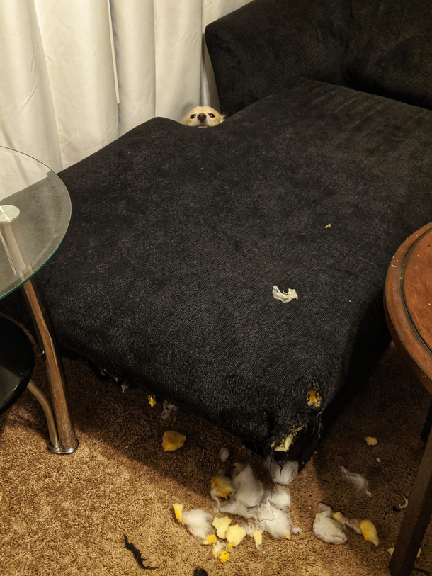 Never thought Id laugh about my couch being torn