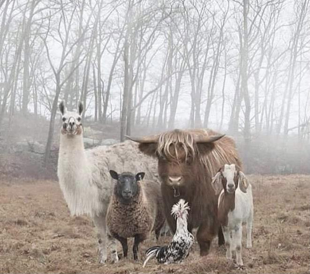 Never wanted to be in a gang until now