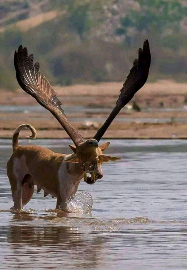 New Animal Arrived