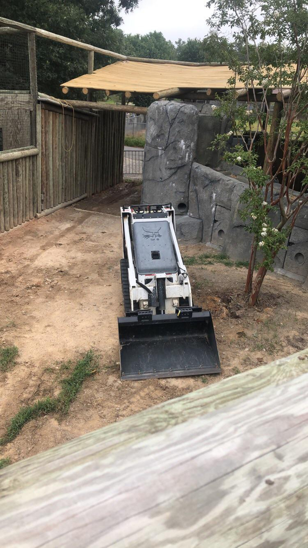 New bobcat encounter at the Richmond Metro Zoo