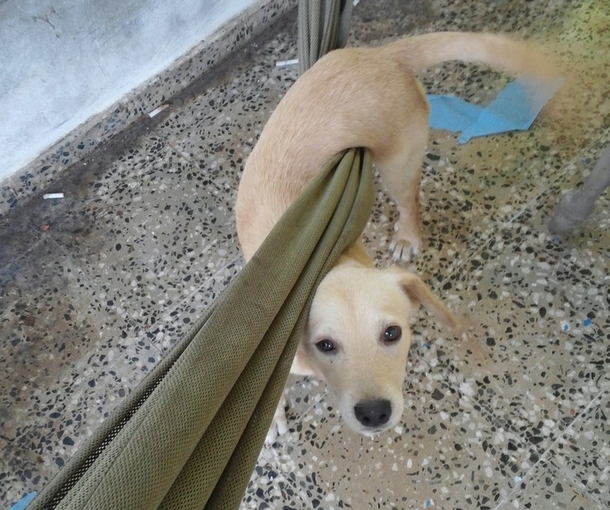 New foster pup has hammock trouble