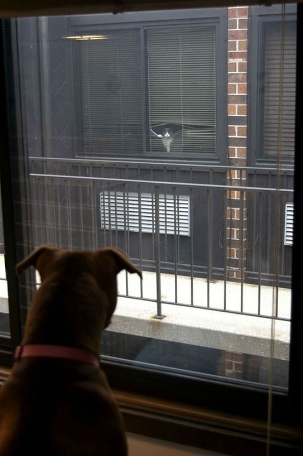 New neighbors