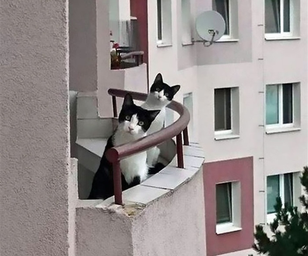 New neighbors