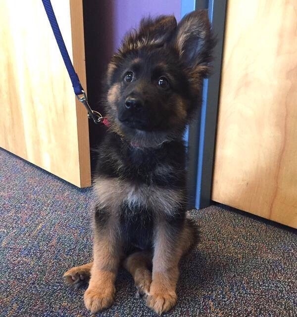 New recruit at the police station