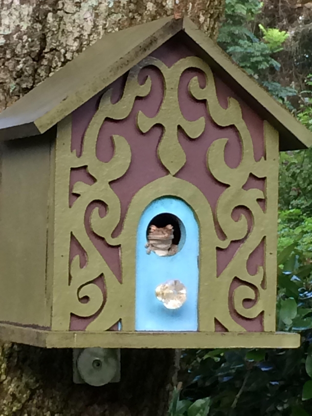 New tenant moved into the birdhouse this AM