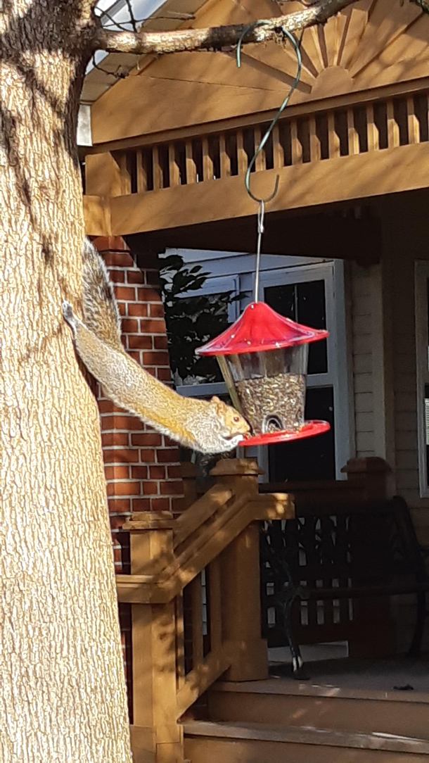 New yoga pose downward squirrel