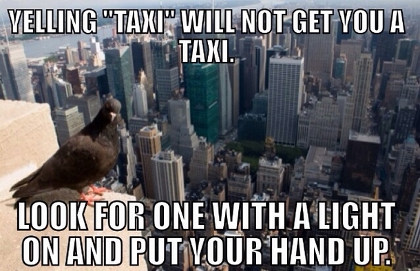 New York Advice Pigeon