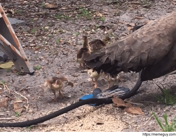 Newborn peacock trying  to jump over a hose