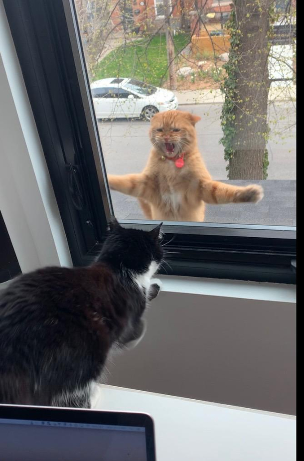 Next door neighbours cat came by to say hi