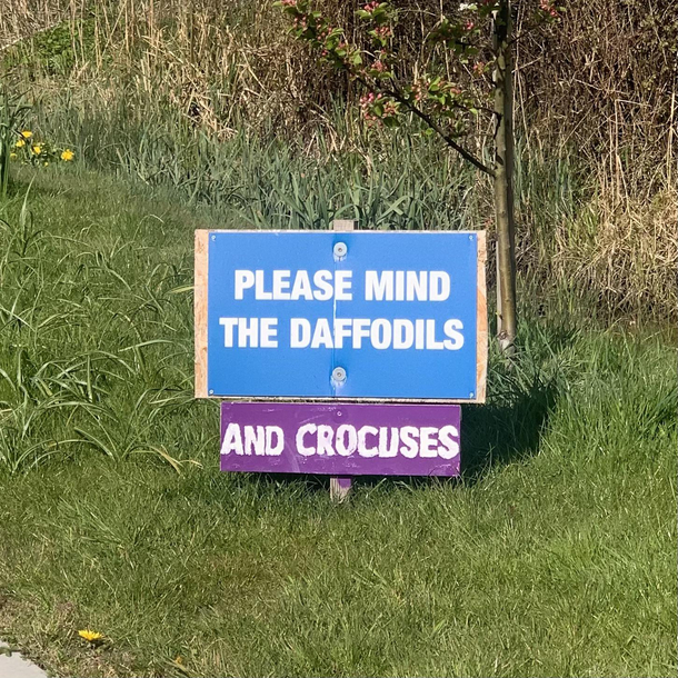 Nice try crocuses