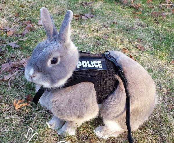 Nine-bun-bun whats the emergency